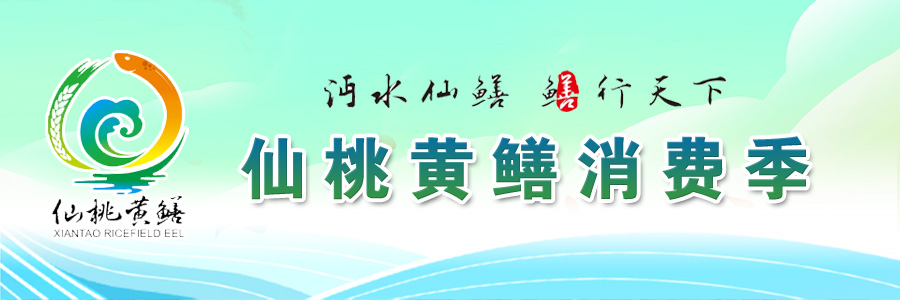 仙桃黄鳝消费季