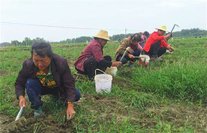 郑场镇卢庙村"合作社 基地 农户"模式助脱贫图片